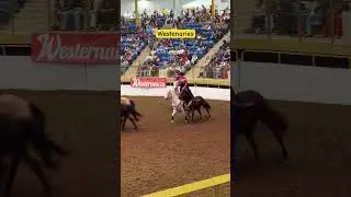 Westenaries Denver Colorado #usa #horsefan #horseriding 🐎