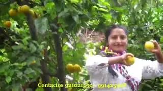 AYSEL Y SU AGRUPACIÓN FRIDA // Mix Carnaval Ayacuchano 2019