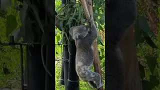 Koala Climbing Down #shorts