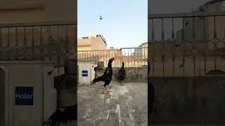 Japanese Shamo quality #shamo #ytshorts #foryou #birds #shamo #chicken