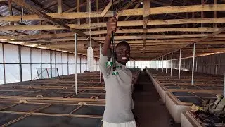 Snail Farming Technology: Installing Foggers to Boost Humidity