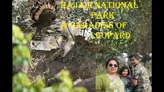 Rajaji Chilawali zone, Best Leopard Sighting