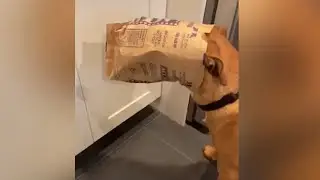 A Dog Gets Caught Stealing Popcorn And The Video Will Make You Giggle