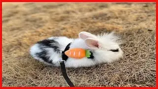 Adjustable Bunny Rabbit Harness and Leash Set, Small Pet Cute Vest Harness Leash for Safety Walking