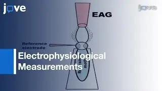Electrophysiological Measurements From Moth Olfactory System l Protocol Preview