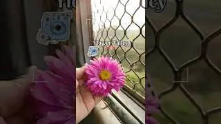 A Day in the Flower Valley 🌺 | Nature Lover&rsquo;s Dream
