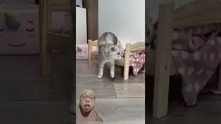 MONITORING CAT !!!#viralvideo #shorts #shortvideo #funny #cute #comedy #challenge #fyp#CAT
