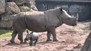 Pairi Daiza - Rhino bébé