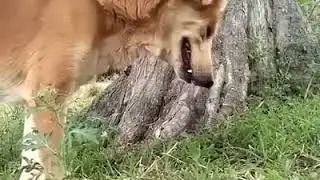 Very Emotional animal crying 😢 😢