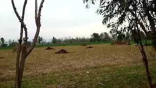 enjoy beautiful nature life #shorts #gar munara #