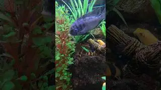 Blue Dolphin Cichlid (Big Al's) - Laid-back Afrobeat Music