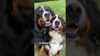 Do Bernese Mountain Dogs Shed!? The Berner Bunch Has An Answer😉😂 #bernesemountaindog #yourewelcome