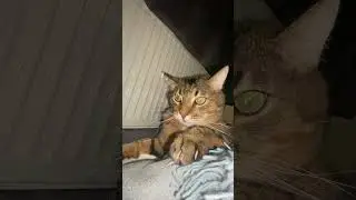LION ATTACKS HUMAN Львиный тигр вцепился в руку и не отпускает, а нет, отпускает, побежал кушать