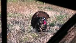 Turkey Head Shot.  Magnus Bullhead 2017