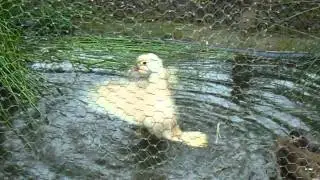 Rate Mandarin / Mandarin ducks