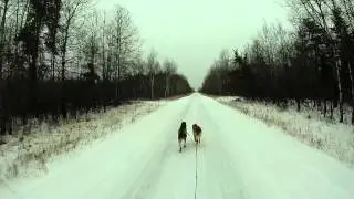 Odin and Baxter Sled Run