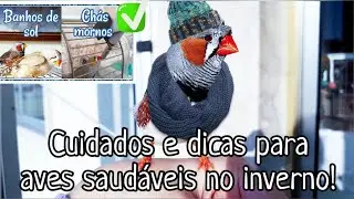Cuidados e dicas para aves saudáveis durante o inverno!❄💖🐦💖❄