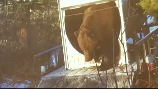 Grizzly research, conflict reduction will continue while legal fights continue