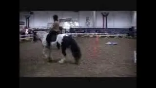 gypsy Vanner at Liberty and riding routine at the Royal Agricultural Winter Fair