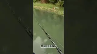原來斷線會傳染🥲 #超7ill紀錄生活 #snakeheadfish #giantsnakehead #魚虎 #路亞
