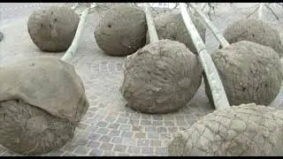 Messa a dimora degli alberi in piazza Cortevecchia con sistema di contrasto ai cambiamenti climatici