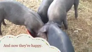 Feeding the Pigs