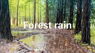 As my mind relaxes, I fall asleep. The best sound of rain in a beautiful summer forest