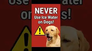 NEVER Use Ice Water on Dogs! (Vet-Approved Advice)