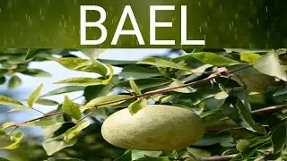 Notes On Bael #C.K.Kokate