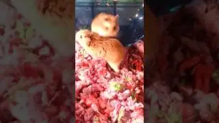 Meet Gigi the fat hamster READ DESC