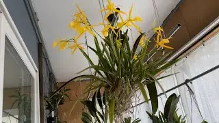 Yellow Bird, Jewel Box, Carmela order replacement, starting vegetable plants indoor