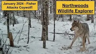 Fisher Attacks Coy-wolf!