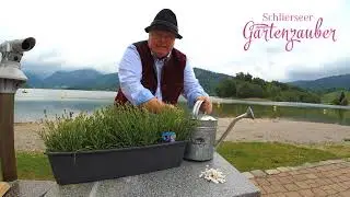 Moderys Gartentipp - Lavendel