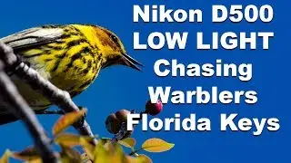 Chasing Warblers Spring Migration 2017 Florida Keys Nikon D500 Nikkor 200-500