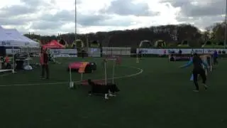 16.4.2017 - Chase - Winning agility open on Qualis for Czech Championship