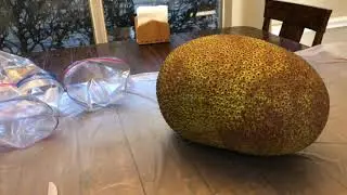 How to pick a good Jackfruit and peel it?