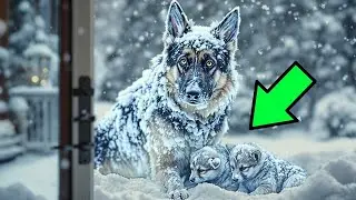 German Shepherd Freezes with Two Pups  The Man's Decision to Open the Door Will Shock You!