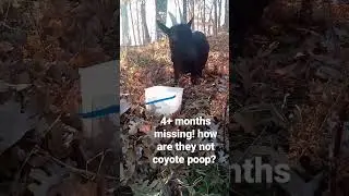 Taming My Feral Goats for Capture
