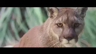 The Living Desert Zoo and Gardens 2022