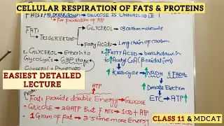 Cellular Respiration of Fats & Proteins | How Lipids & Amino Acids Produce ATP | Lec 14 Class 11