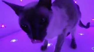 CAT JAM