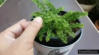 Rare and exotic Ruffle Fern- Miniature Fern// Care guide