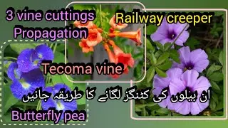 3 vines cuttings propagation railway creeper, tecoma vine, butterfly pea//Bloom with SI 