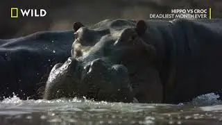 Хипо срещу Кроки | NG Wild Bulgaria
