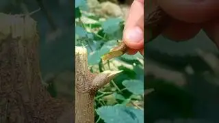 Easy brand grafting techniques for mulberry plant #mulberry #grafting #plants #shortsfeed