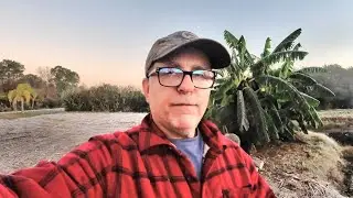Banana Plants Morning After our Hard Freeze Florida