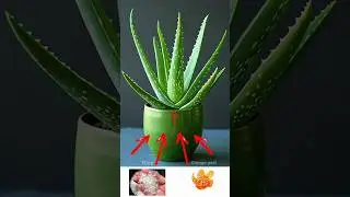 Magic aloe vera growth tips for amazing results🌵