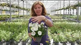 Pentland Plants Looking Good Video 19th May 2022