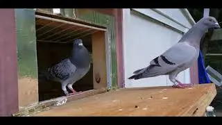 Loft fly | Racing homer Pigeon