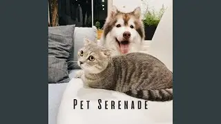 Calming Pet Piano